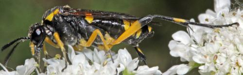 Réf. 323 016 : Macrophya montana
